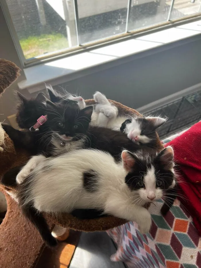 How Many Cats?