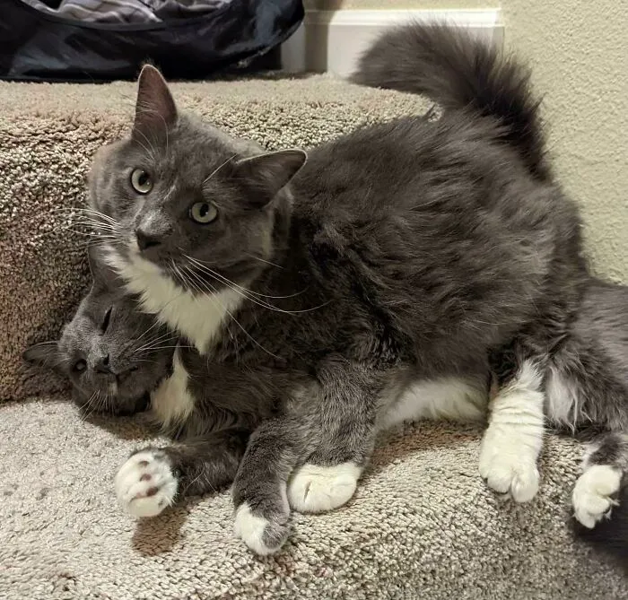 My Bil Went To Adopt A Cat. He Came Home With Two Because They’re A “Bonded Pair”…