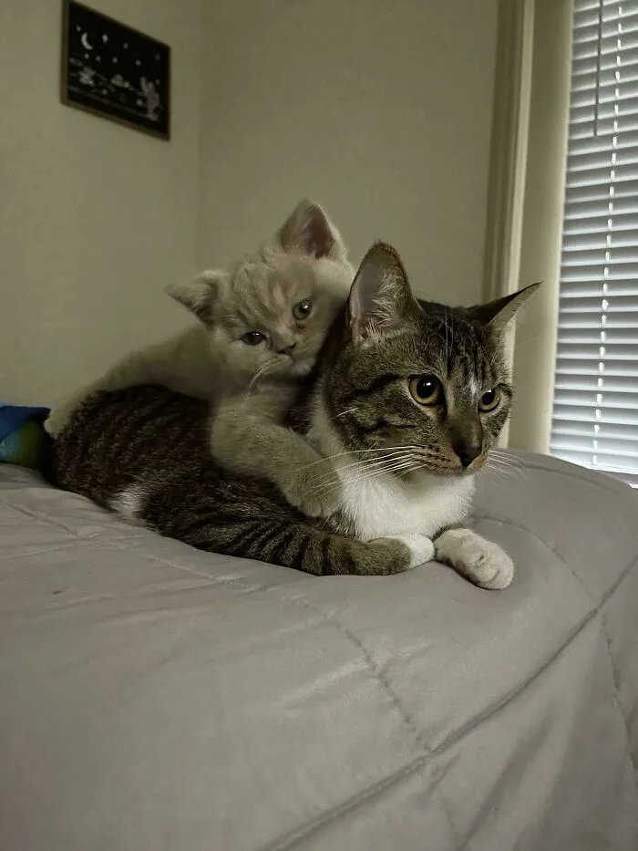 He’s Always Loved His Big Brother