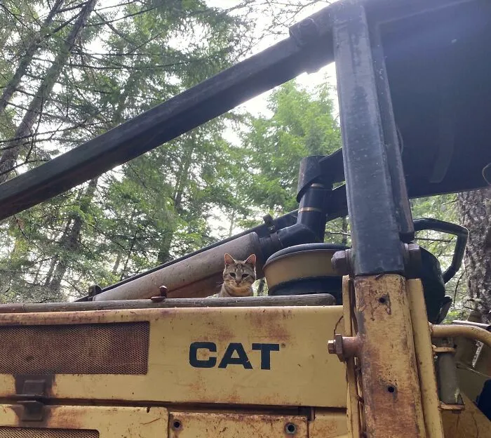 Am I Doing This Right? Cat On A Cat