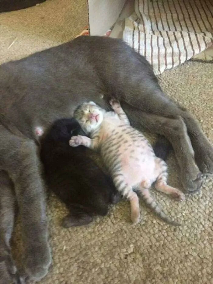 Now That's Belly Full ! Too Cute.😸😻