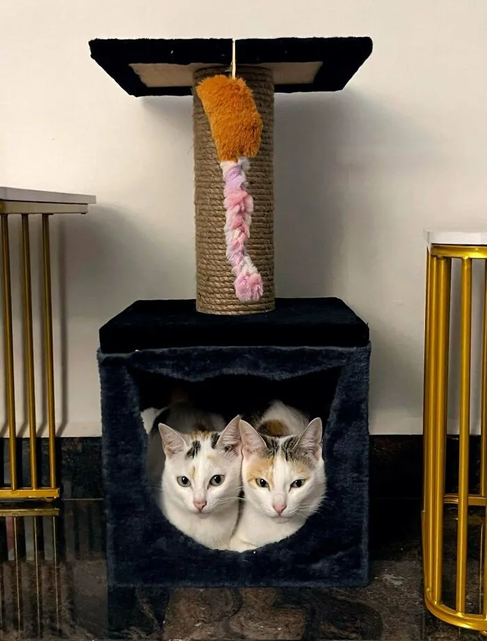Double Trouble Turned Double Snuggle