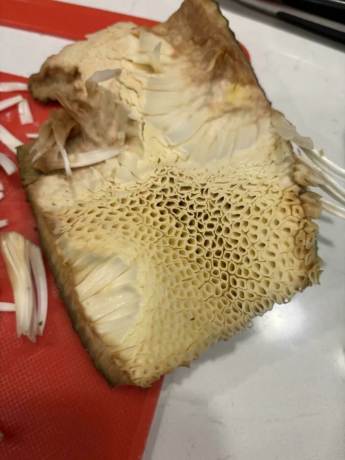 Close-up of a honeycomb-like texture on a natural surface, triggering trypophobia with clustered holes pattern.