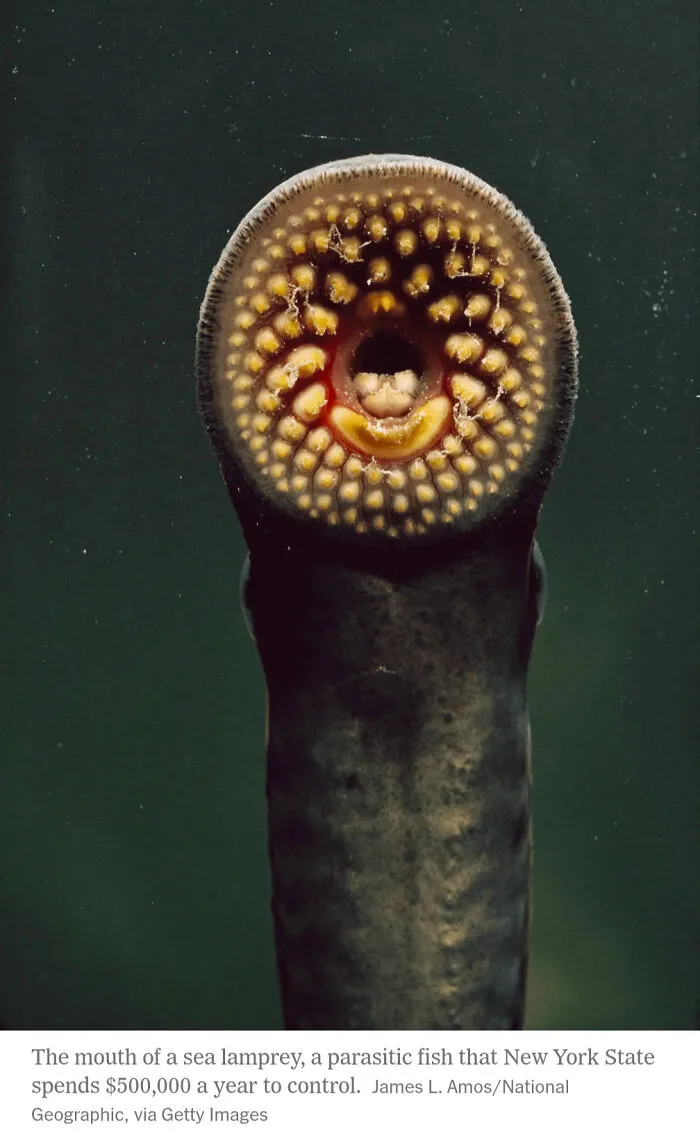 Close-up of a sea lamprey mouth showing detailed suction and teeth, triggering trypophobia fears in sensitive viewers.