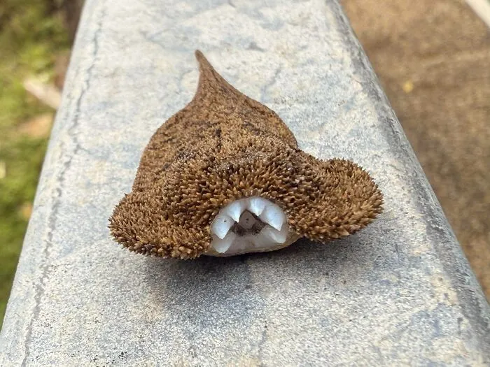 Close-up of a textured brown object with irregular holes, triggering trypophobia in some viewers on a concrete surface.