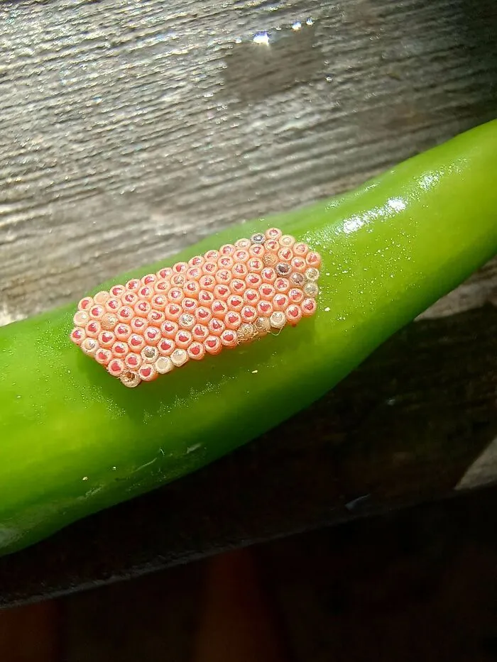 Organised Eggs I Found On A Chilli