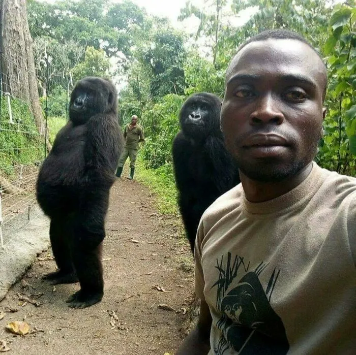 Anti-Poacher Takes Selfie With Gorillas They Are Protecting