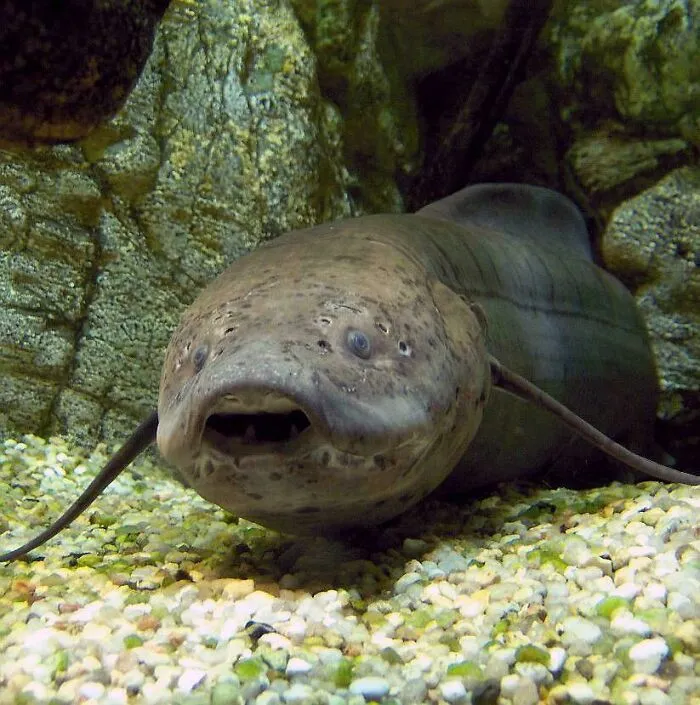 The West African Lungfish Can Survive Up To Three Years Without Food Or Water. When Rivers Dry Out, It Buries Itself In Mud And Forms A Protective Mucus Cocoon To Breathe, Making It One Of Nature’s Most Extreme Survivors