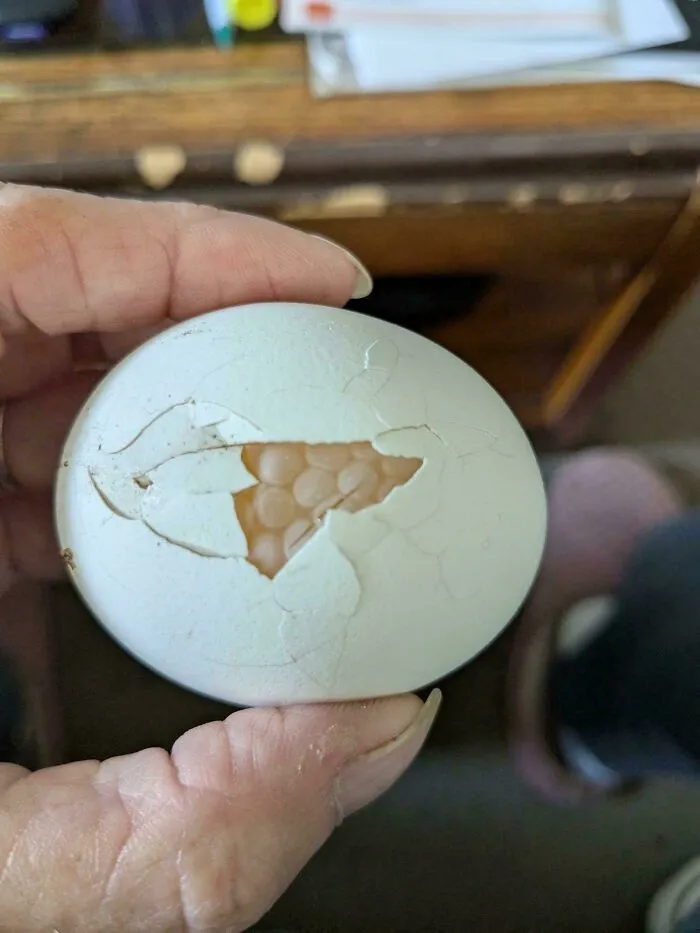 Close-up of a cracked egg shell revealing clustered holes inside, a trypophobia nightmare fuel image.