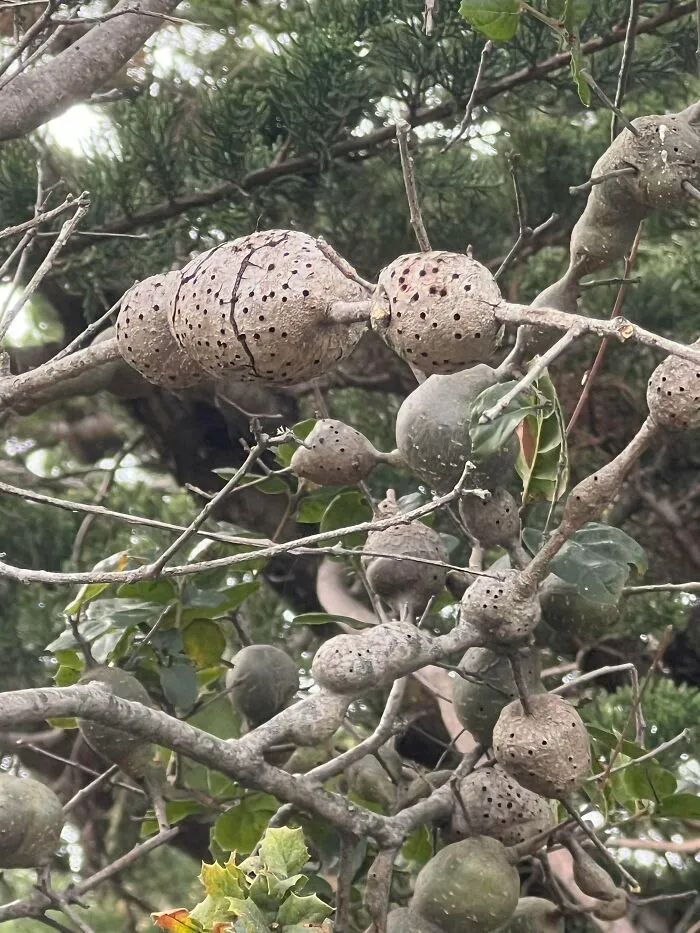 Close-up of tree branches with multiple round seed pods covered in small holes, triggering trypophobia fears.