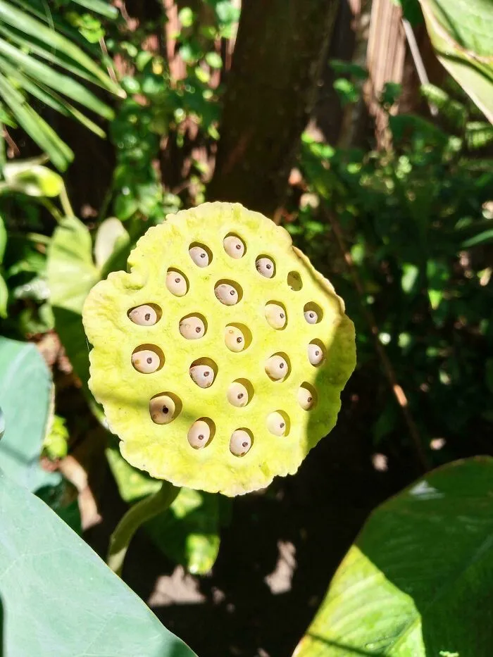 A Water Lily After Shedding Its Petals