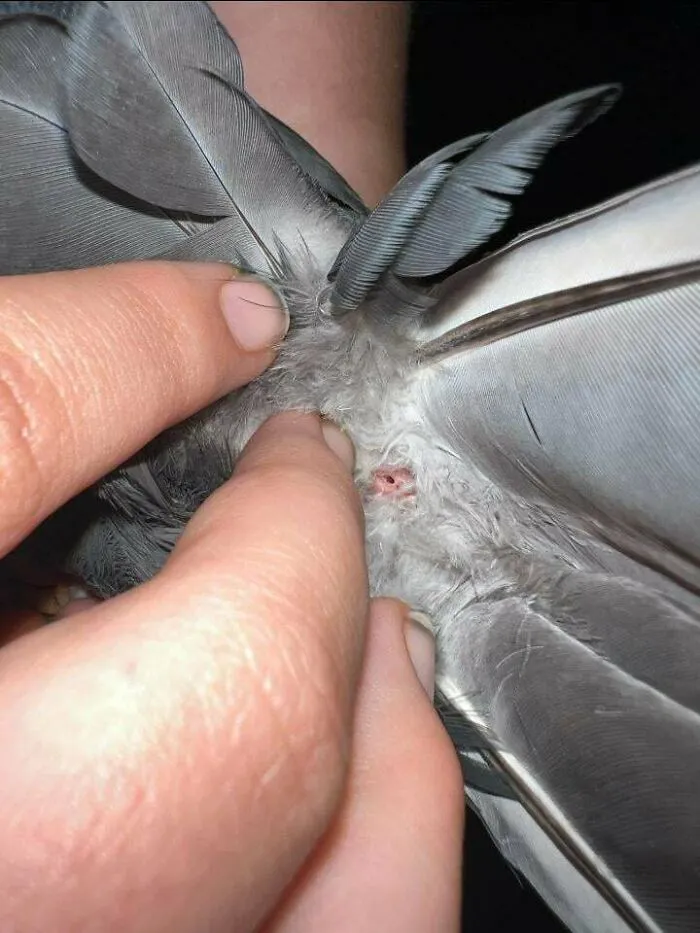 Close-up of fingers parting bird feathers, revealing a small hole causing trypophobia discomfort in the delicate plumage area.