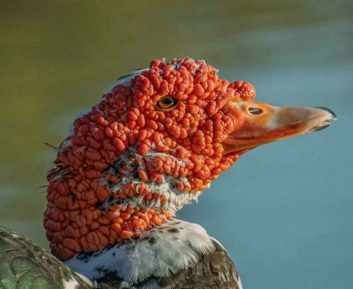 Close-up of a duck with a bumpy, textured red head, a striking image triggering trypophobia discomfort.