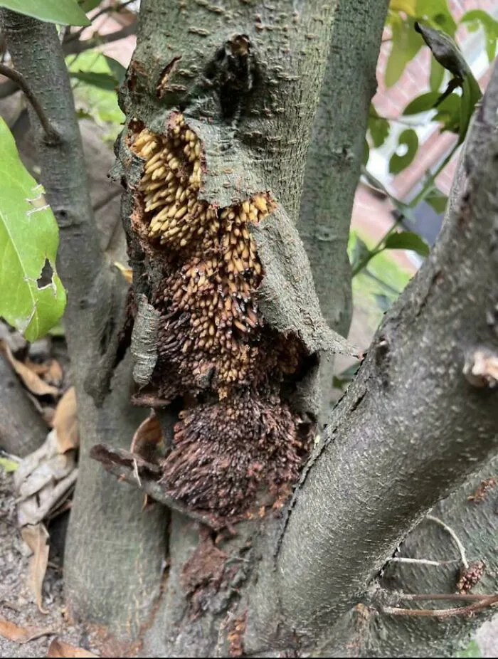 Close-up of tree bark with clustered seed pods creating a texture that triggers trypophobia discomfort.