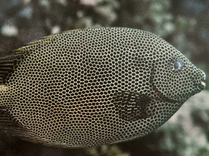 This Fish In My Biology Book
