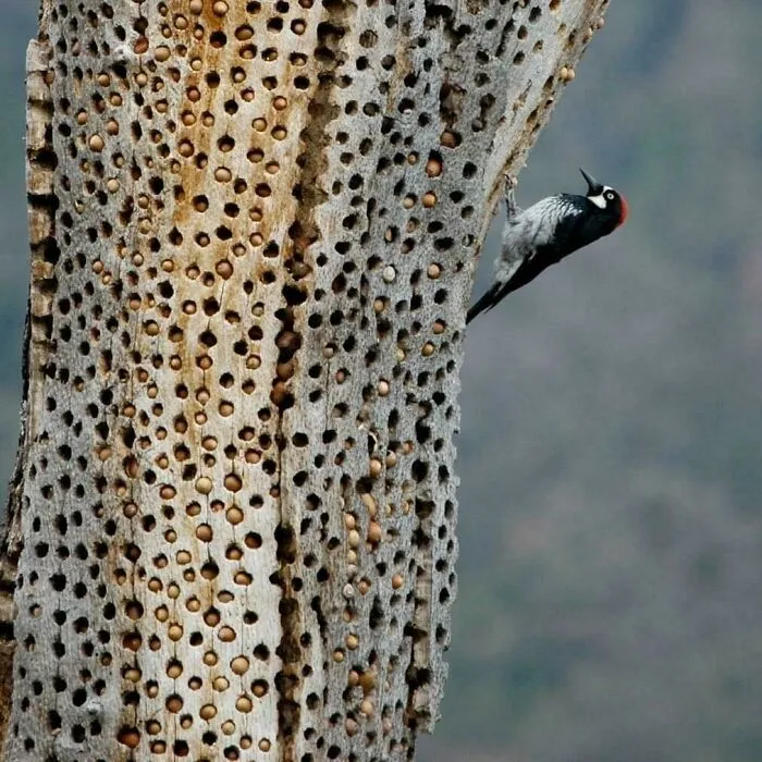 Acorn Woodpecker's Autumn Hoard For Winter