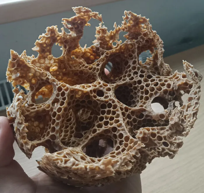 Empty Wild Bee Hive