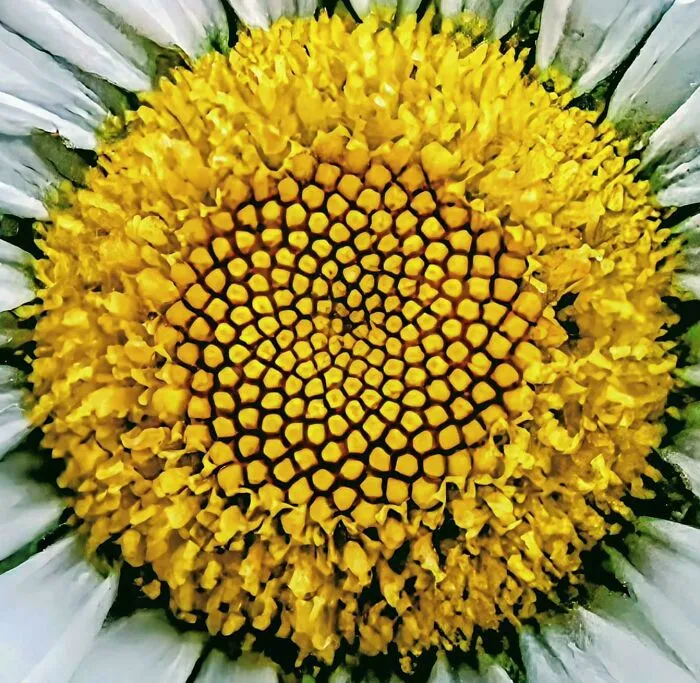 Close-up of a daisy center showing intricate patterns that can trigger trypophobia in sensitive viewers.