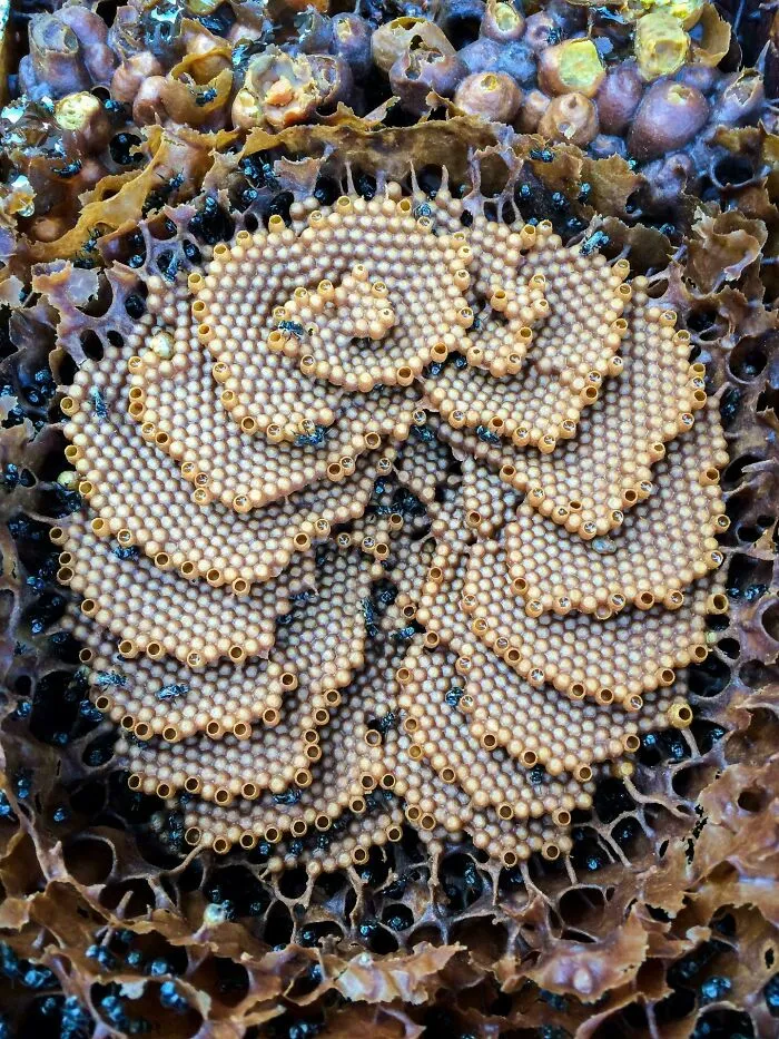 Ungodly Stingless Bees