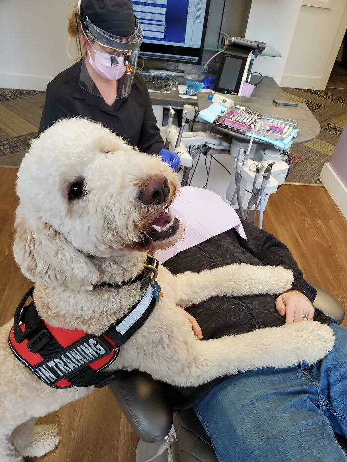 My Dentist Has A Therapy Dog And It's Awesome