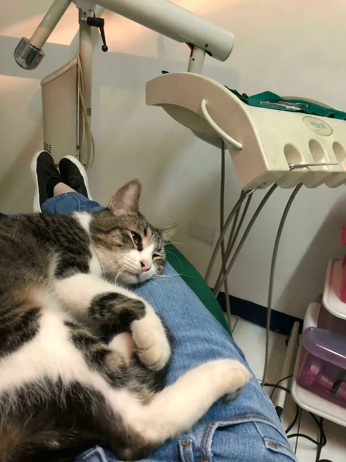 My Dentist’s Cat Ragnar Giving Me Some Moral Support