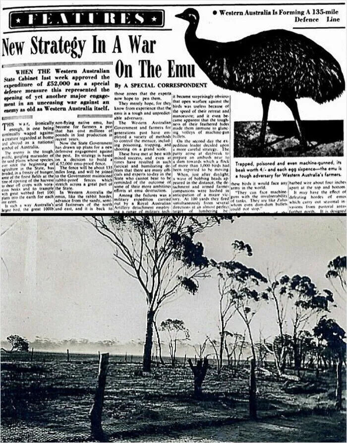 The Australian Military Waged A War On Emus