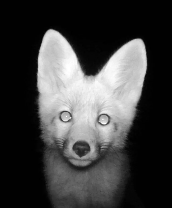 Young Fox Checks Out The Game Cam