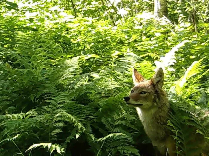 Coyote