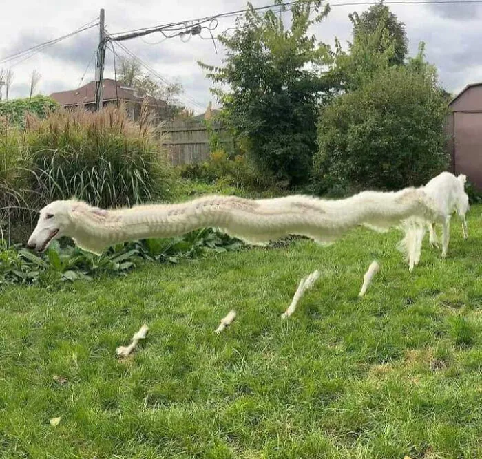 Blursed Long Dog