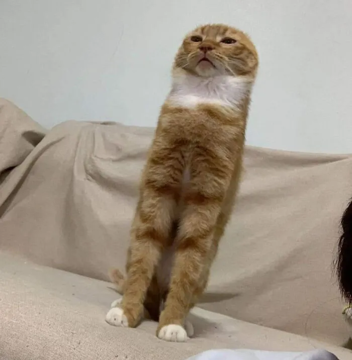 Blursed Cat