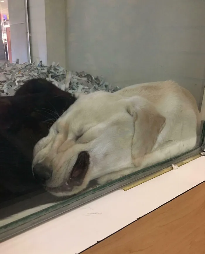 And I Bet That Dog Is Perfectly Comfortable Too
