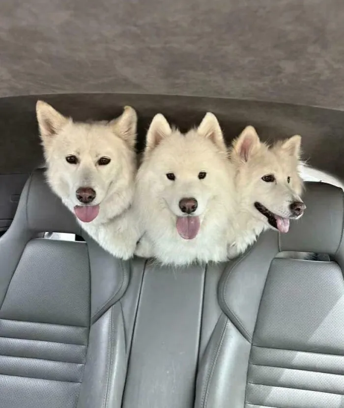 Blursed Cerberus