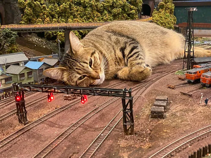 All Trains Are Cancelled Because Of A Cat On The Tracks