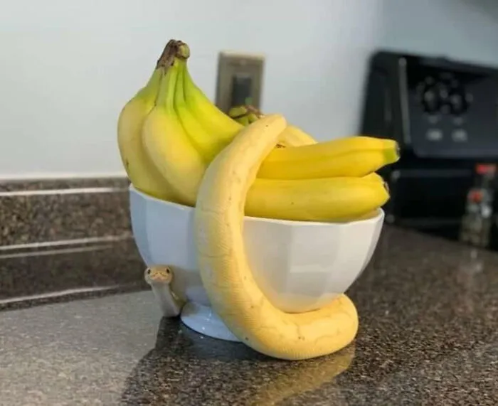 I Hate When My Bananas Are Trying To Escape
