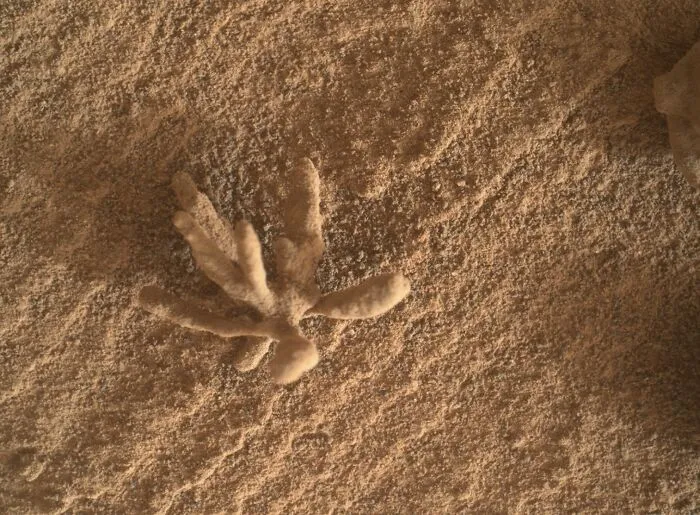 Tiny And Delicate Mineral 'Flower' On Mars. The Rover Team Confirmed This Object Is A Mineral Formation, With Delicate Structures That Formed By Minerals Precipitating From Water, 2022