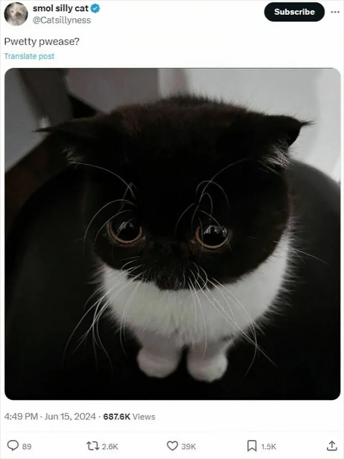 Cats Make The World A Better Place Just By Existing And These 50 Pics Prove It