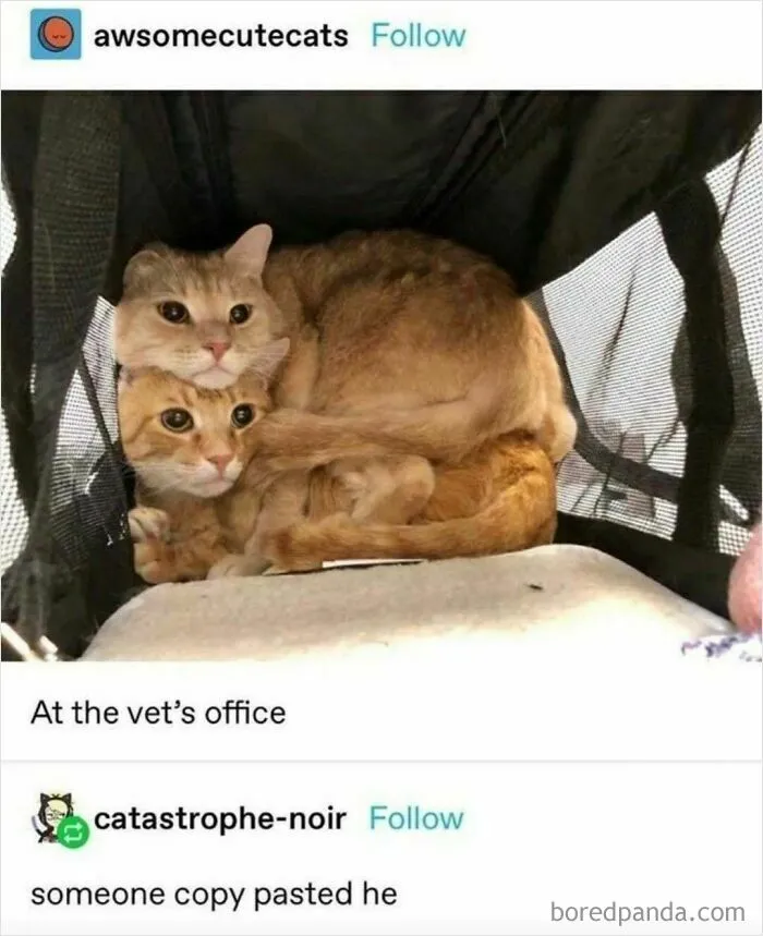 Two goofy cats cuddled awkwardly together inside a carrier at the vet’s office, unaware of their silly appearance.