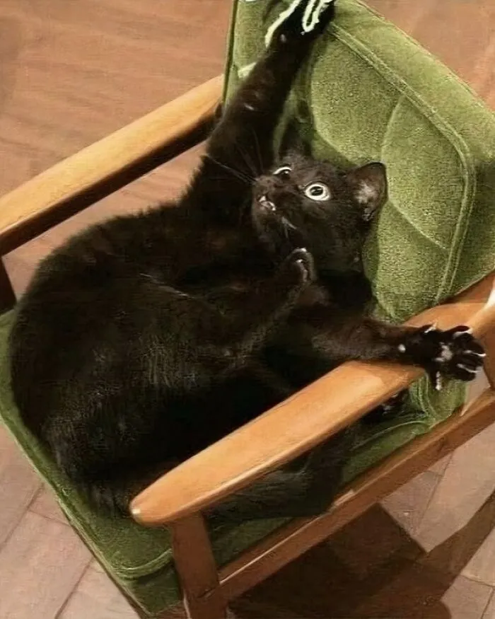 30 Gatos tan adorables como divertidos