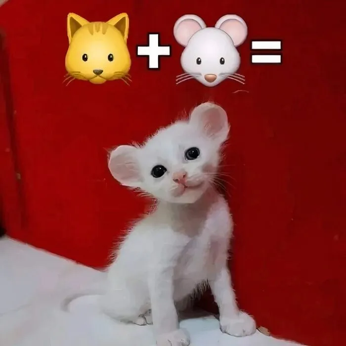 30 Gatos tan adorables como divertidos