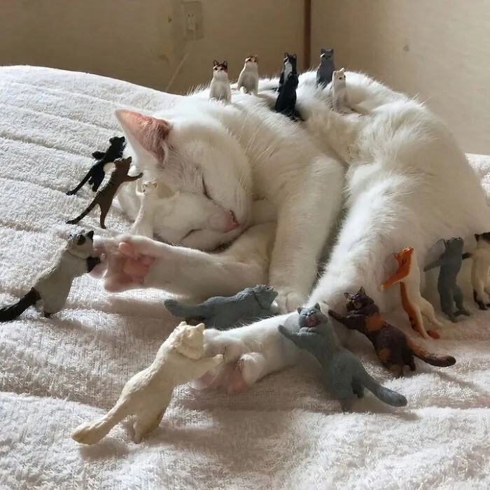 30 Gatos tan adorables como divertidos