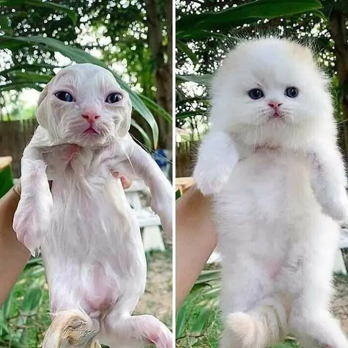 30 Gatos tan adorables como divertidos