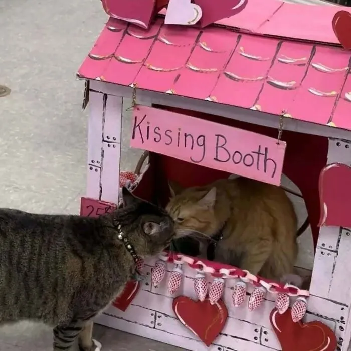 50 Purr-Fect Kitties Who Totally Deserve Their Own Catwalk And Comedy Show