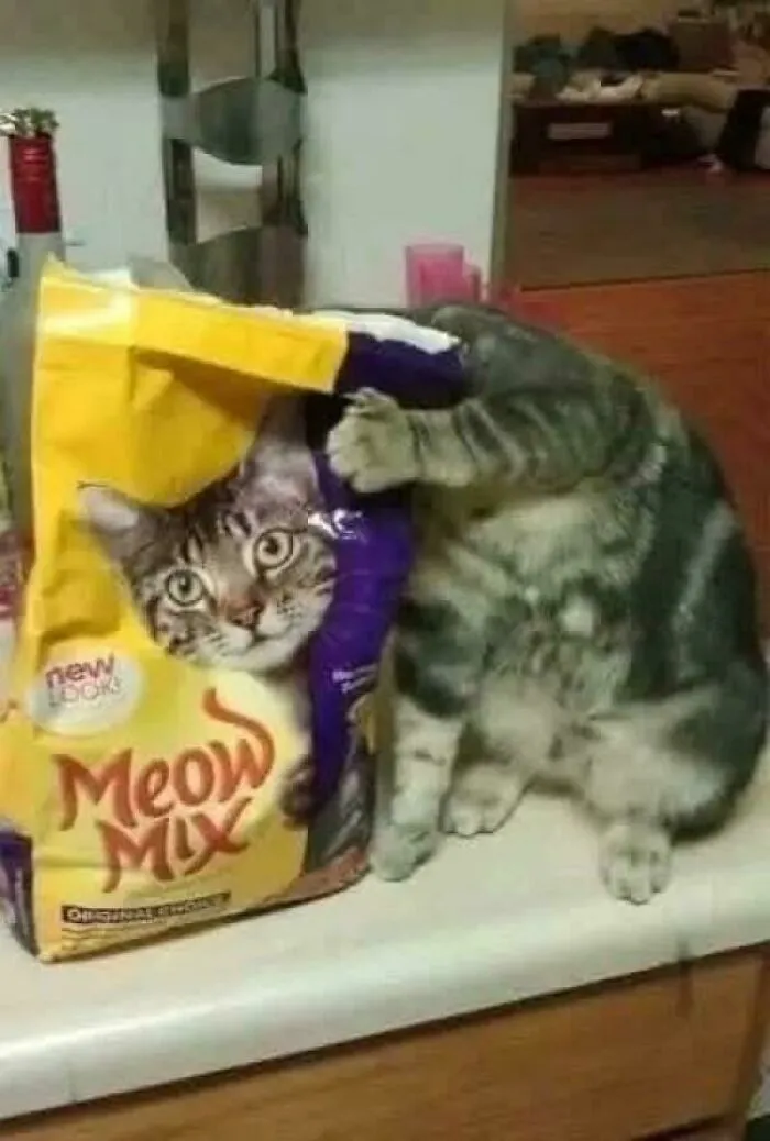 Purrfect Pose