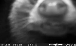 50 Times Trail Cameras Captured What Animals Get Up To When Nobody Is Looking