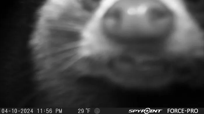 Guess The Critter
