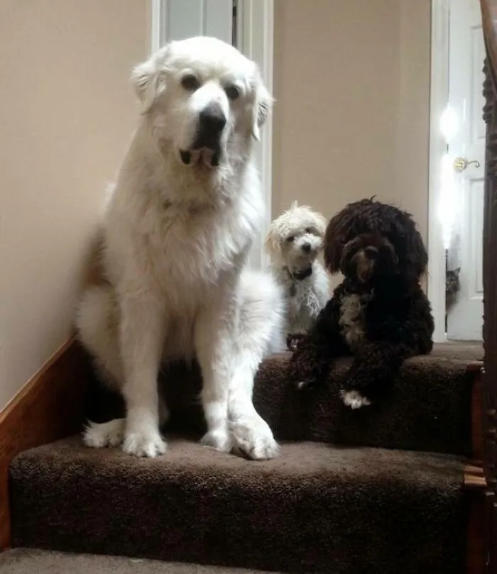 My Parents Have 3 Dogs. And A Cat