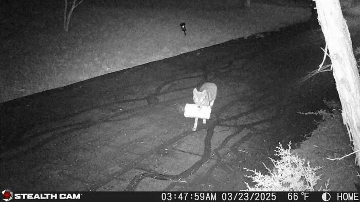 Coyote Stole My Newspaper