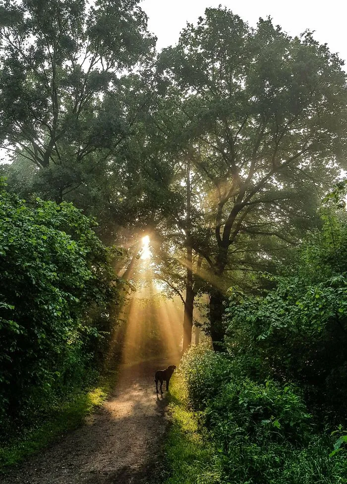Early Morning Happiness