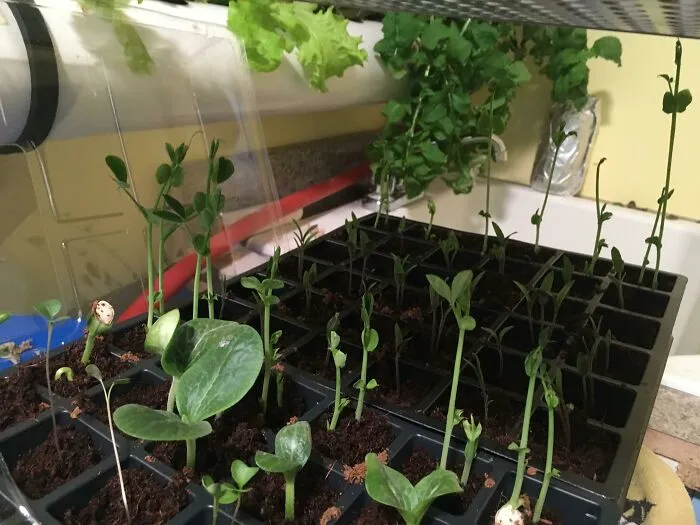 Watching Seeds Sprout Is Such A Joy!