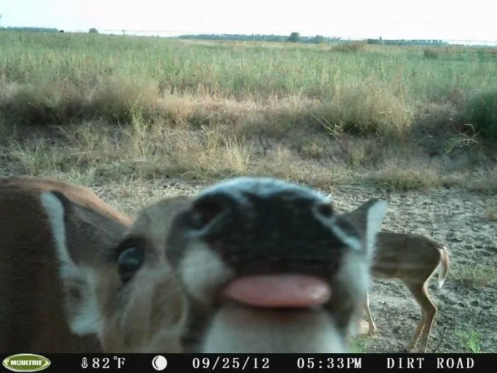 Two Deer On A Trail Cam